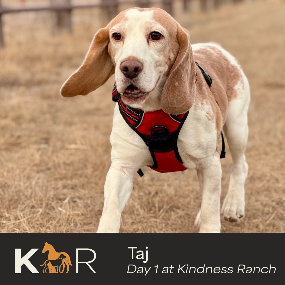 Kindness Ranch tweet media