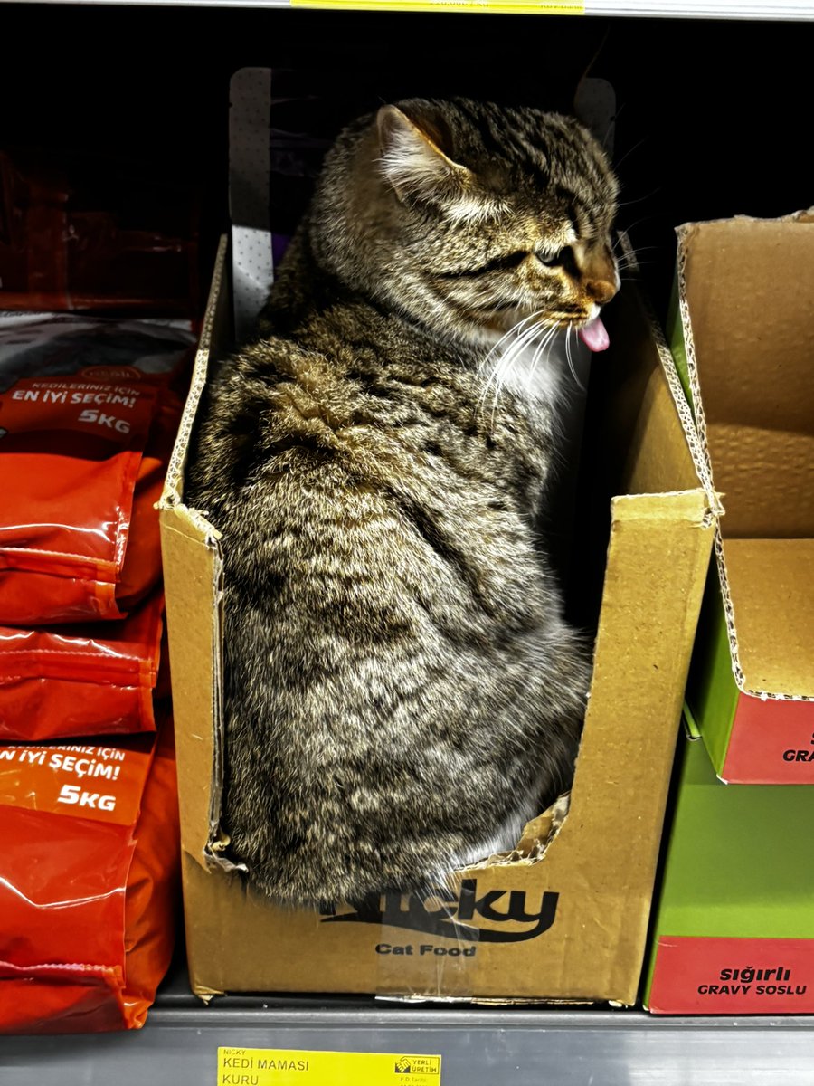 bim de kedi satılıyo gelen gelsin