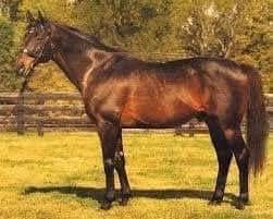 HORSERACING1002's tweet photo. LEAR FAN 🇺🇸 1981
(ROBERTO - WAC BY LT STEVENS)
#LearFan https://t.co/c5yiR6iUFo