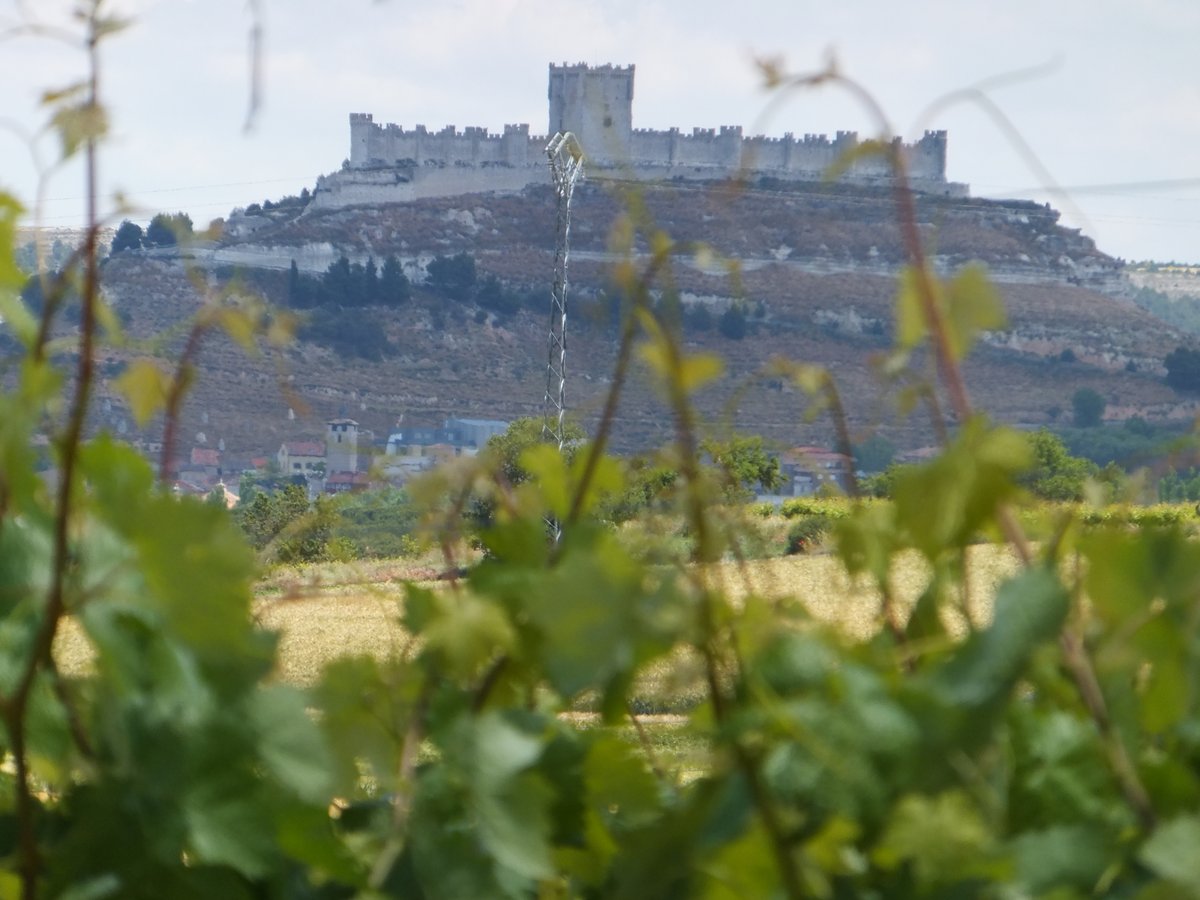 BodegasBriego tweet media