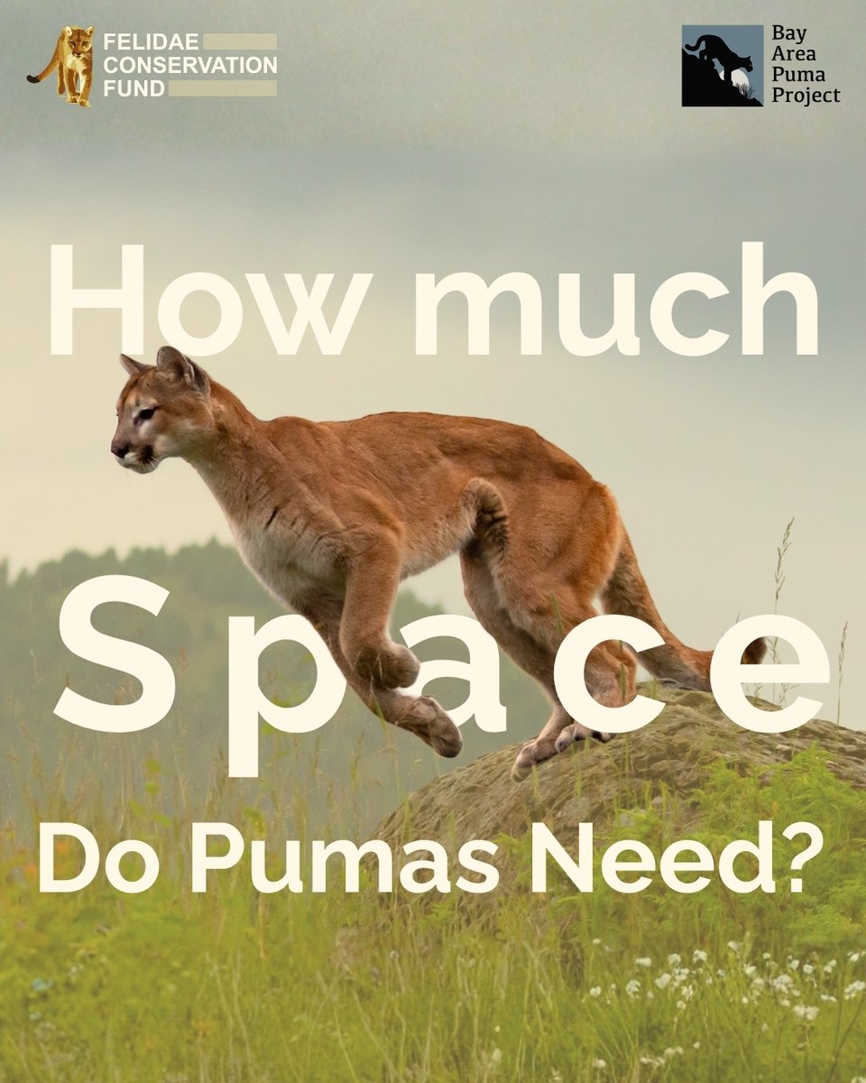 FelidaeFund's tweet photo. Did you know pumas have the largest home range of any land mammal in the Western Hemisphere? When undisturbed, a male's home range can be over 1,000 sq. km. Here in the greater Bay Area, home ranges are heavily constricted as urban encroachment fragments the landscape- https://t.co/4I0GFuNbyn