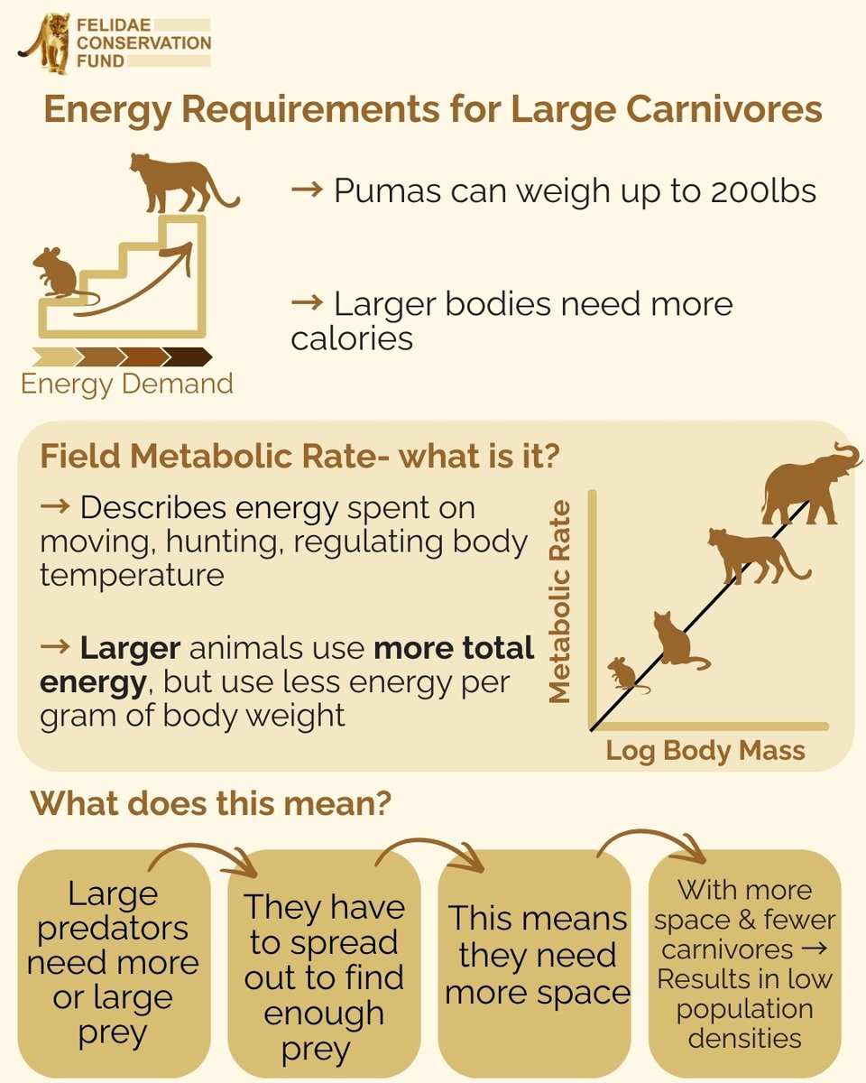 FelidaeFund's tweet photo. Did you know pumas have the largest home range of any land mammal in the Western Hemisphere? When undisturbed, a male's home range can be over 1,000 sq. km. Here in the greater Bay Area, home ranges are heavily constricted as urban encroachment fragments the landscape- https://t.co/4I0GFuNbyn