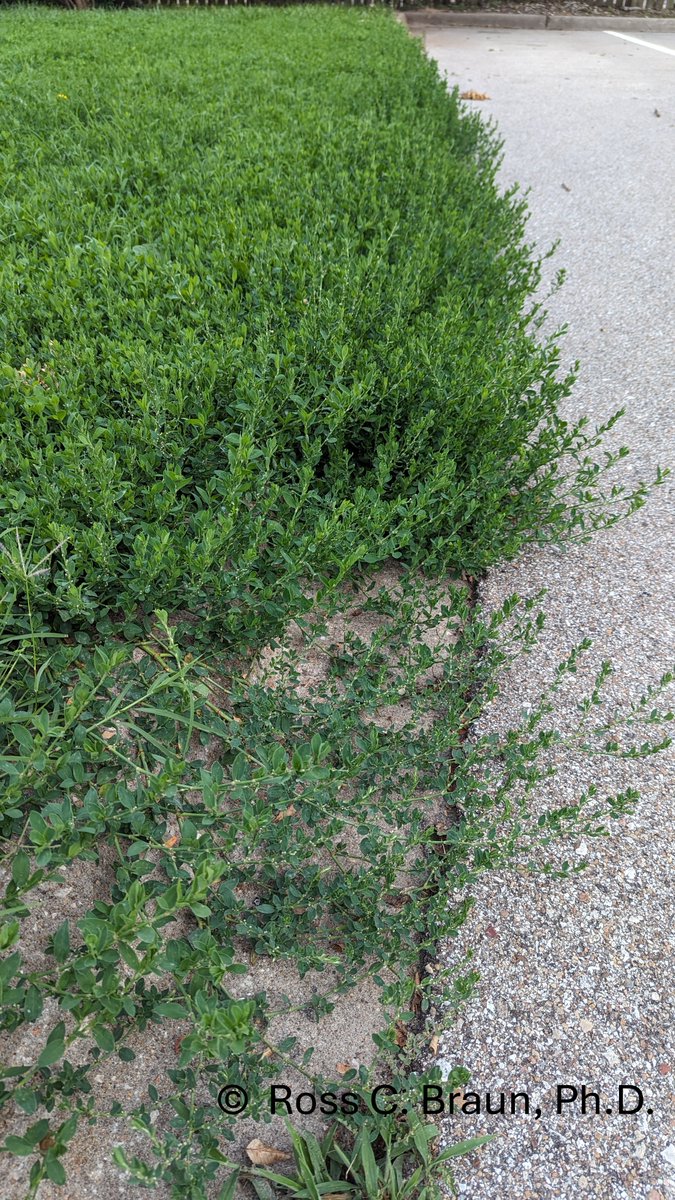 K-State's Turf and Landscape Management Team tweet media