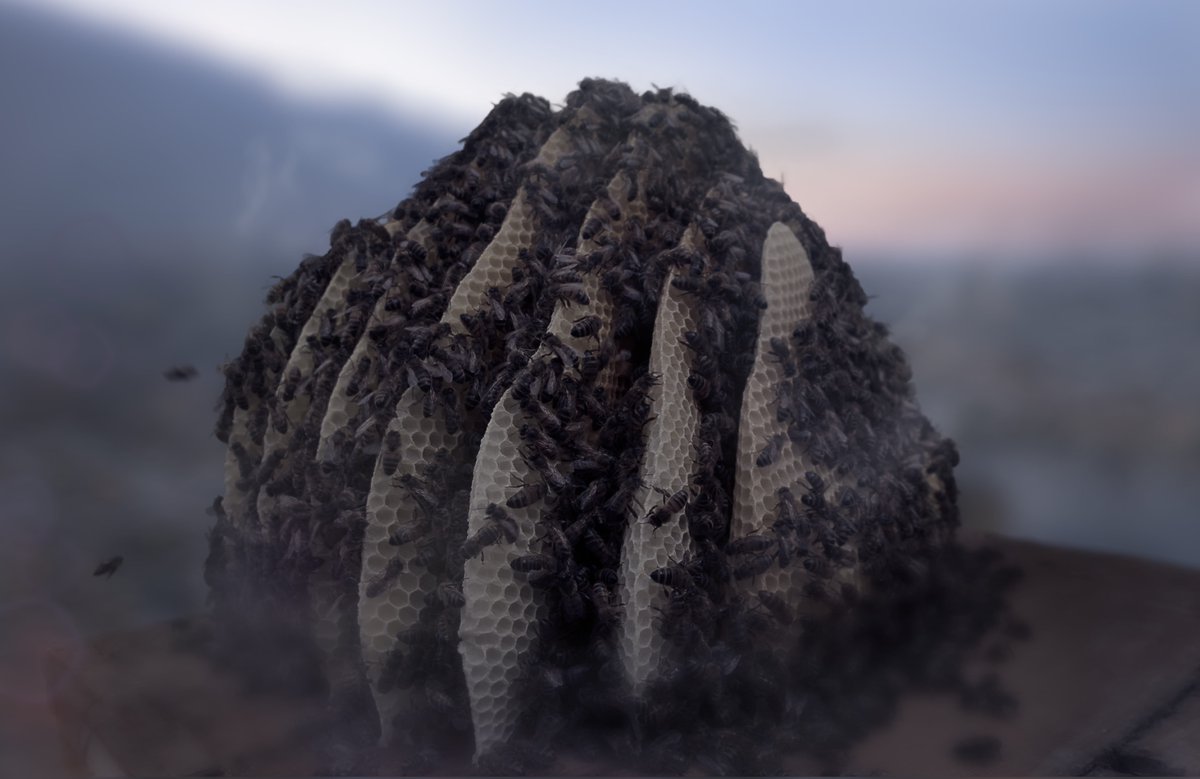 Aconite Productions tweet media