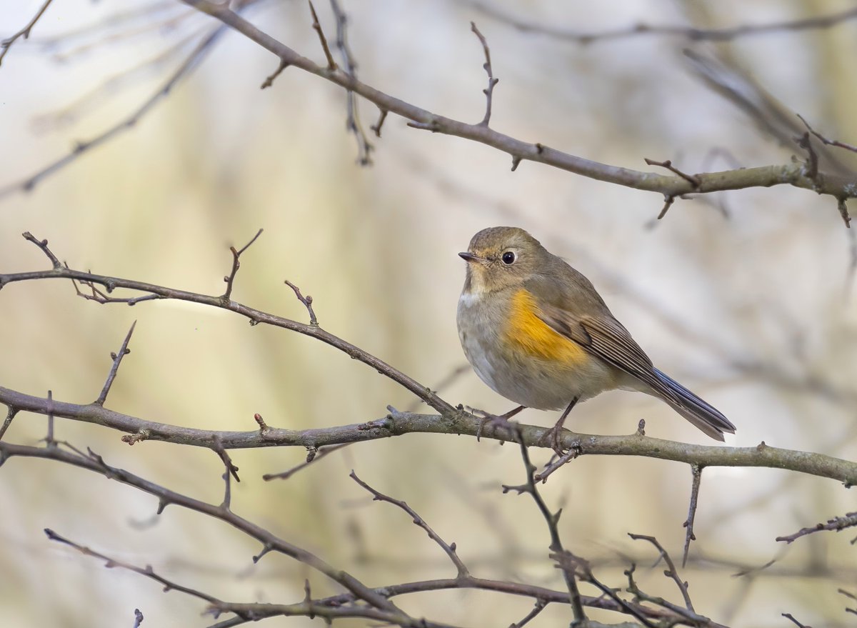 Simon Mitchell tweet media