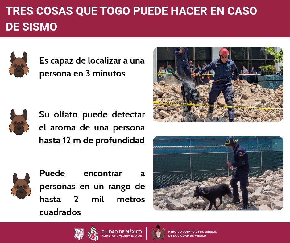 Bomberos_CDMX's tweet photo. Togo, nuestro can entrenado en búsqueda y rescate de personas en estructuras colapsadas, está entrenado para poder encontrar a una persona en 3 minutos.
#FelizMiércoles https://t.co/UbP8DKhqyh