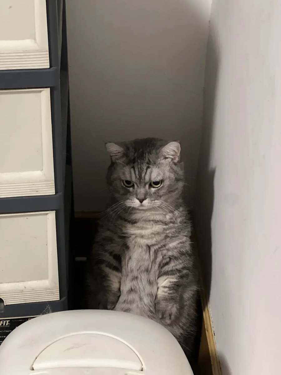 Awpland2024's tweet image. Punished but dramatic — one look and you’ll feel guilty for everything. 🐱🥺

#GrumpyKitten #SadCatEyes #CatAttitude #DramaCat #CuteButAngry #KittenLife #PetMood #TooCute