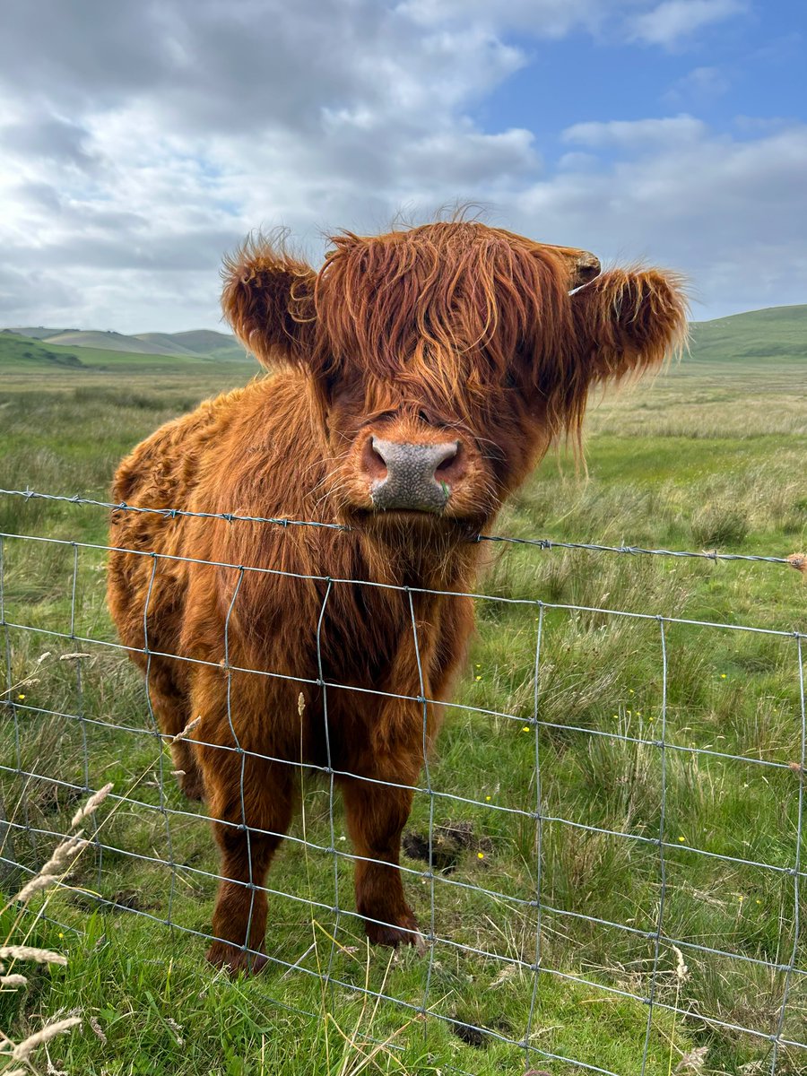Don't ask me why but cows are ADORABLE!
#HighlandCow #HighlandCows #FluffyCow #Cowstagram #Cows