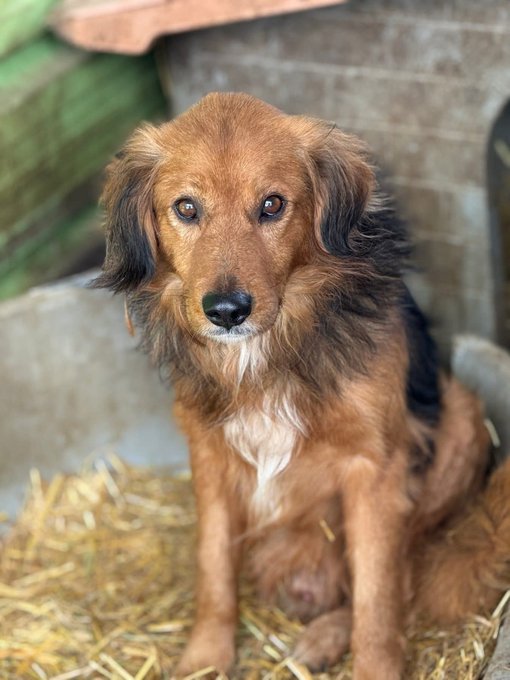 Assolutamente SPLENDIDO ♥️♥️
Piccolo guerriero in cerca di casa
♥️♥️🆘🆘🆘🚨🚨🙏🏼🙏🏼‼️‼️🏠
#cani #bosnia #dog #doglovers #adottami #adozione #adozioni #canile #adottanoncomprare