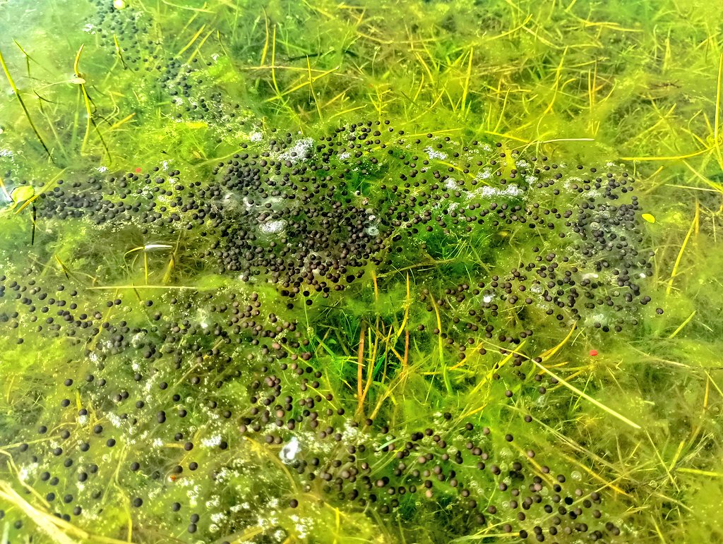 adventicia 🍃 tweet media