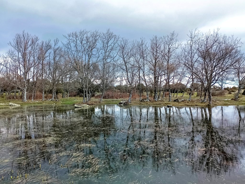 adventicia 🍃 tweet media