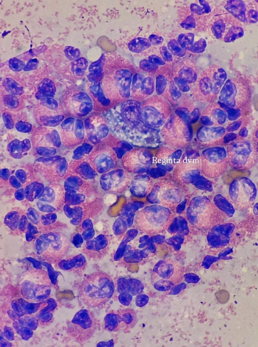 regintautami's tweet photo. Eosinophillic attack!!

Sample from Cat's Skin with plaque lesion https://t.co/LqqSk10foH