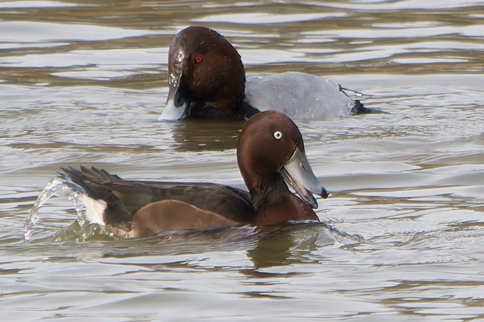 A lovely drake Ferruginous Duck with the Pochards on Holkham Park Lake this afternoon. (More pics as usual on my cleybirds.com.)