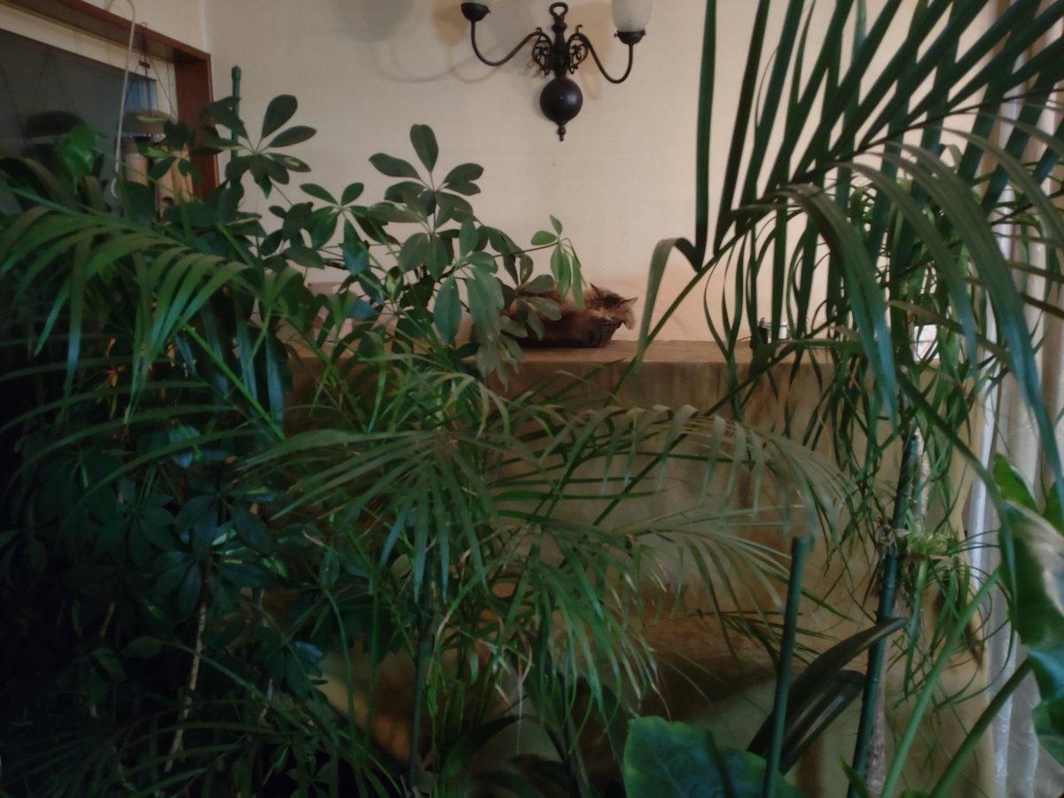 モスラの卵が、南海の孤島の密林奥にありました…