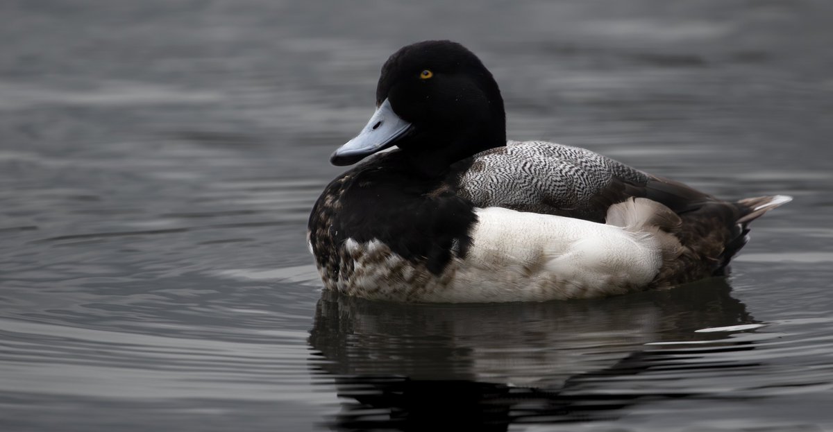 Sam Goddard tweet media