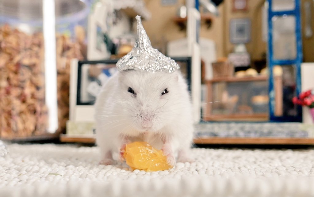 mogumogu (@chiiitalife) / Posts / X