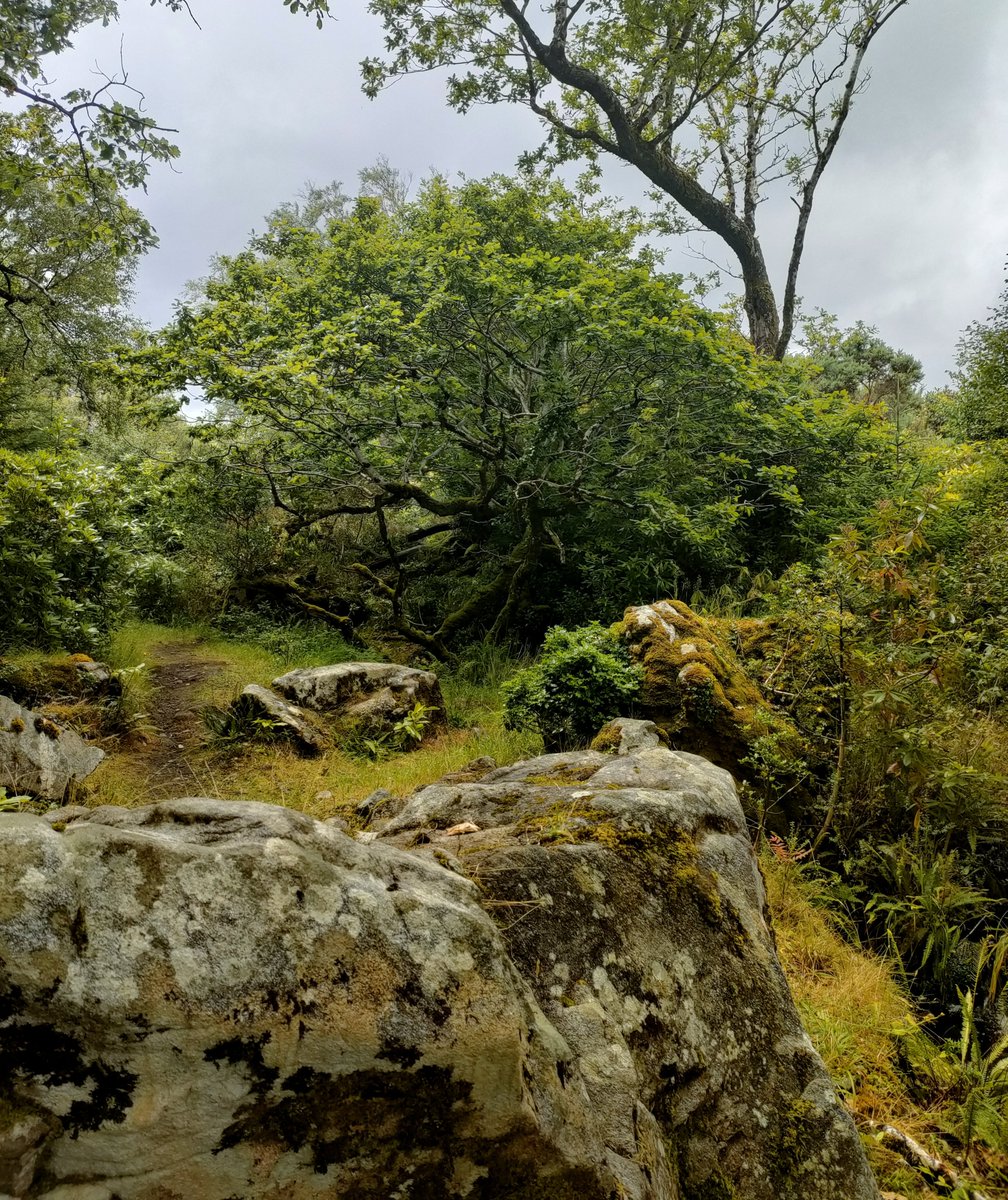 Ireland's Trees & Mythology tweet media
