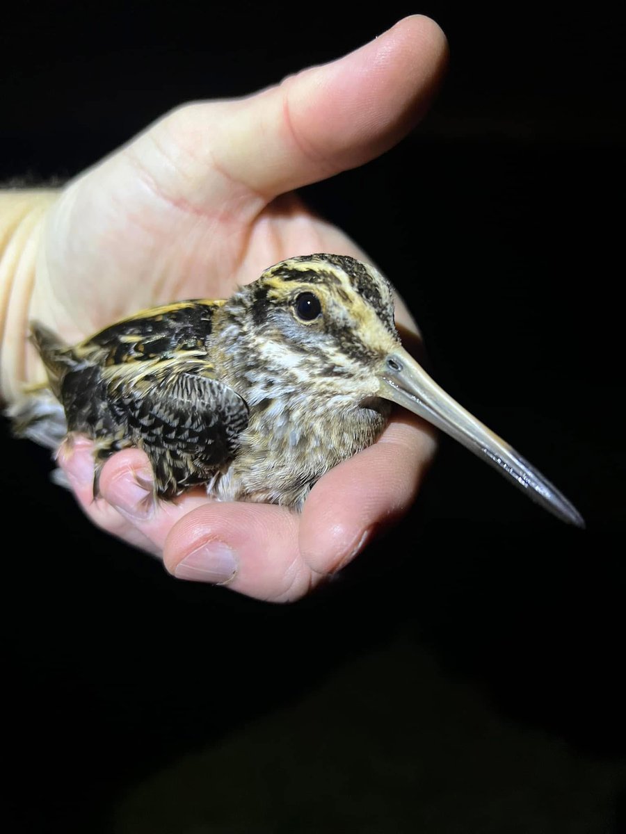 West Midlands Ringing Group tweet media