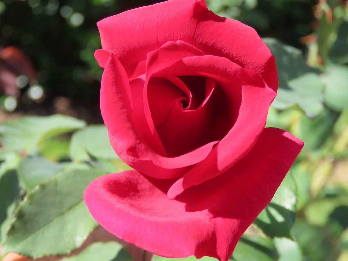 ktanimara's tweet photo. #GardenRoses #AustralianSummer #FlowerPhotography
Photo by borisaust at Pixabay, Australia, February 16, 2026
#GardeningTwitter #GardeningX https://t.co/GjQ2A7hvyL