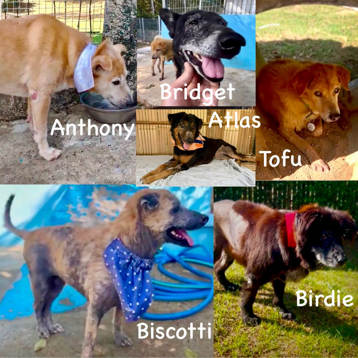 Nick Yada Yada tweet media