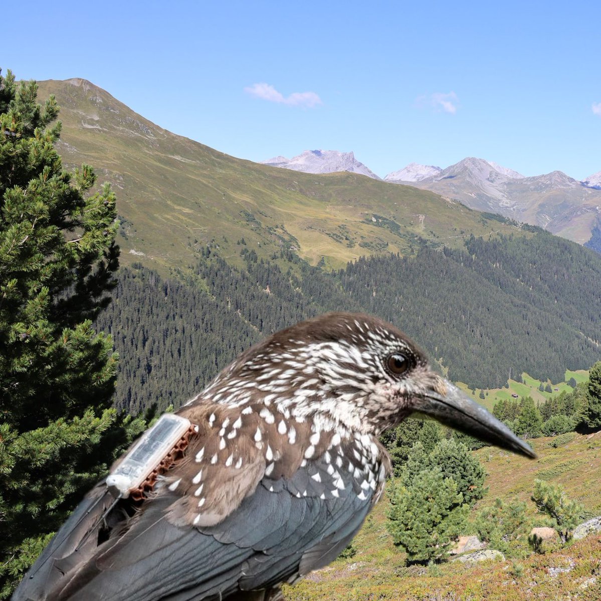 Steffen Oppel tweet media