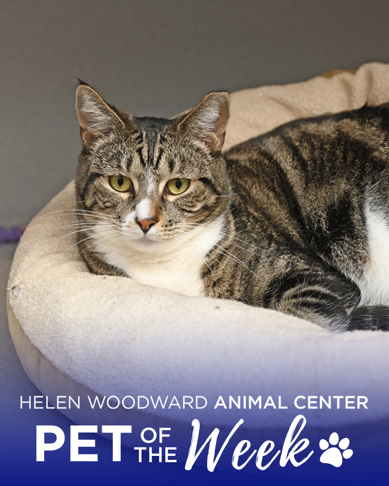 Helen Woodward Animal Center tweet media