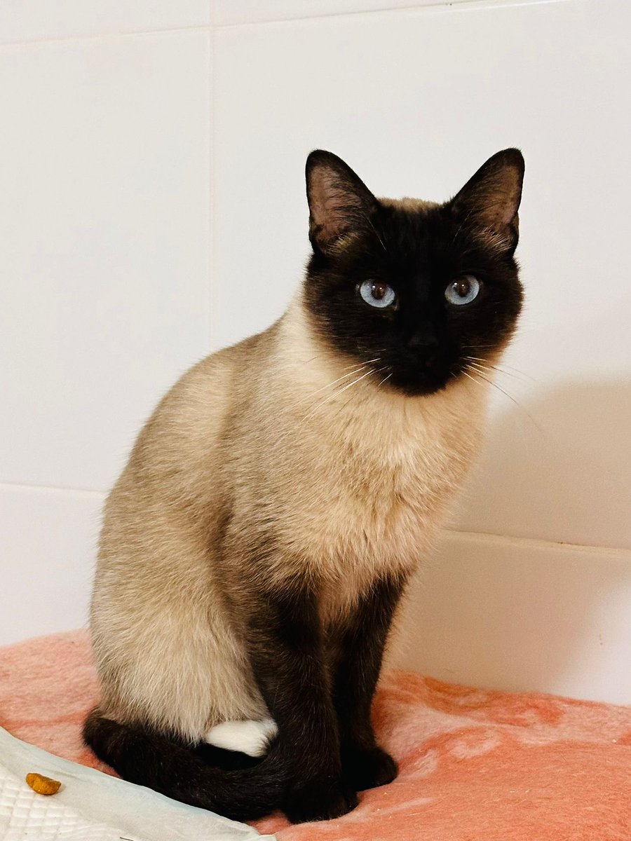 Y una de los 26 gatos que tenemos es SALSA; ella súper cariñosa como buena siamés que es; esta castrada vacunada con chip sus vacunas y test de enfermedades negativo.., 
Busca un hogar; un hogar que realmente esté tranquila y pueda ser feliz….
HuelladeJaen.Org 🐾❤️