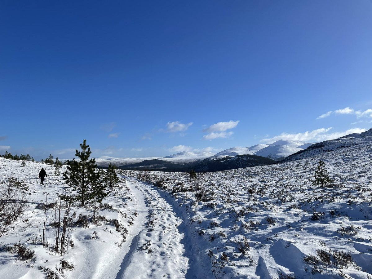 nasalvin's tweet photo. Walking in a winter wonderland 😎
#Cairngorms https://t.co/Ozmaey1eeq