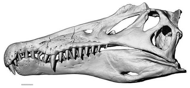 813) Los modelos musculares y esqueléticos de los Spinosaurus también confirman que estos no se pueden tomar como canónicos, sino solo como referencia, ya que no tienen absolutamente nada que ver con un cráneo real de Spinosaurus.