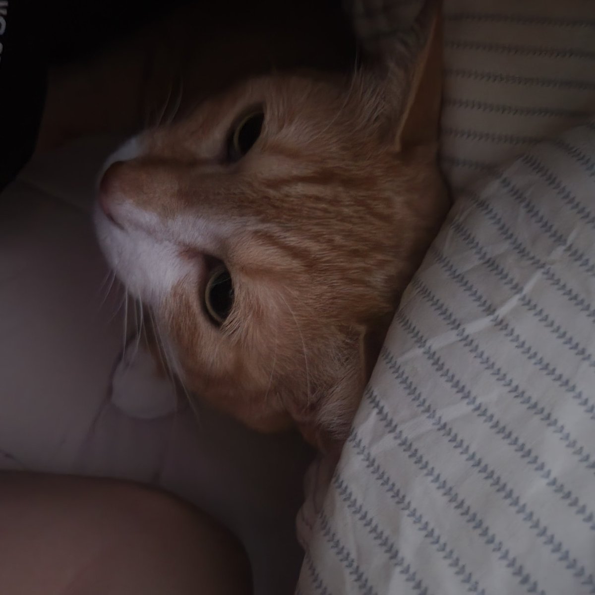 이다은🖤 tweet media