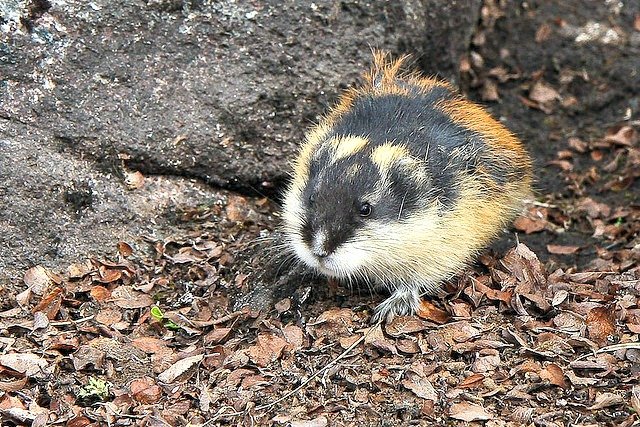 SamhainSin 🇮🇪 Demon Vtuber tweet media