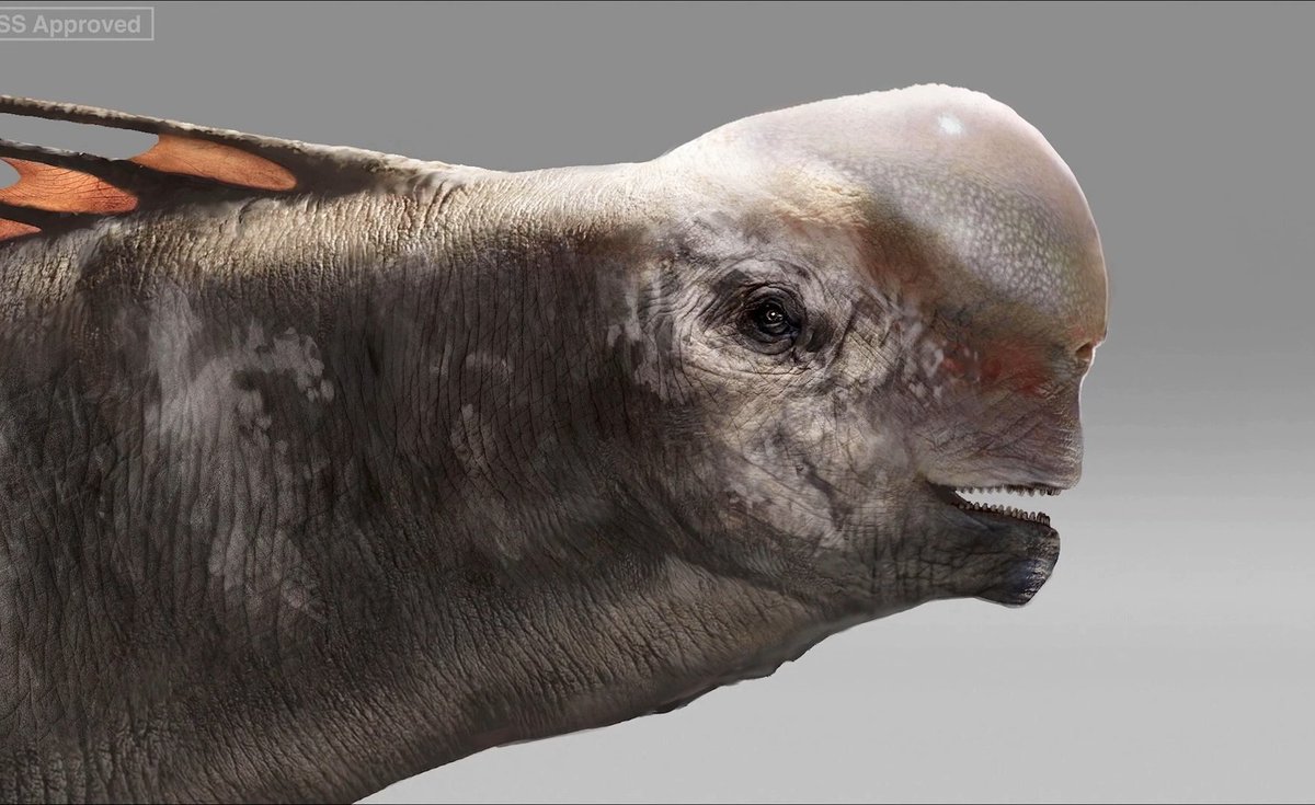 812) Eso sí, esto podría indicar que parte de la forma de la cabeza de los Titanosaurus de Rebirth se debe a tejido blando (algo todavía más patente en los diseños previos del animal)