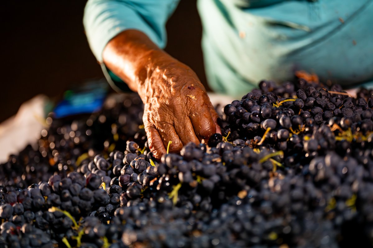 Texas A&M AgriLife Extension Service tweet media