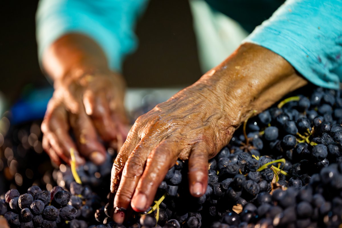 Texas A&M AgriLife Extension Service tweet media