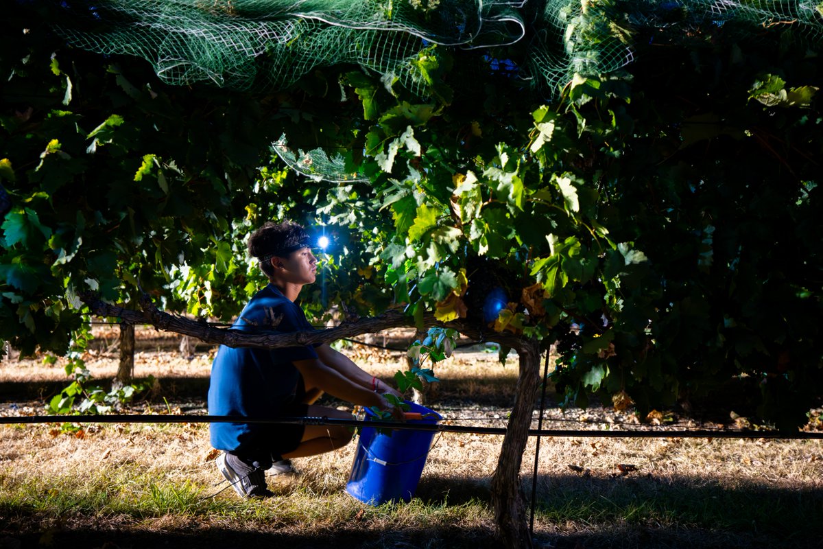 Texas A&M AgriLife Extension Service tweet media