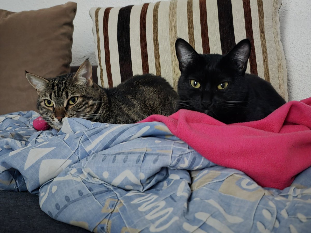 Ca fait trop longtemps que je vous ai pas posté de photo de Krokmou et Sissy