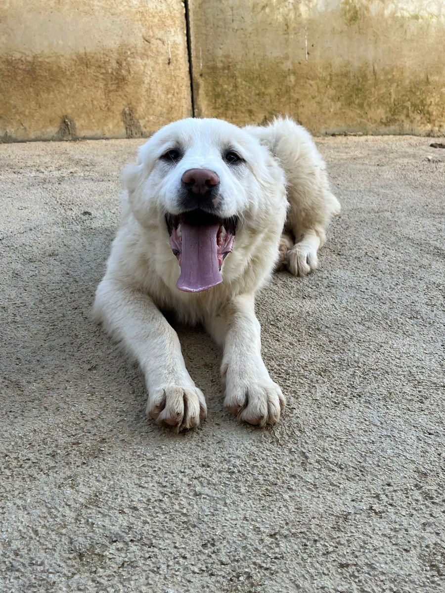 ohanarifugio's tweet photo. 🐾 ALFIE ANCORA SENZA RICHIESTE
⭕ Info: PER FAVORE NON CHIAMARE. ESCLUSIVAMENTE SE REALMENTE INTERESSATI via Whatsapp al +39 327 760 7352
🚼 Data di nascita: 20 settembre 2025
📏 Taglia: grande
Si trova a Santa Margherita di Belice (AG) https://t.co/eQTooDMxsK