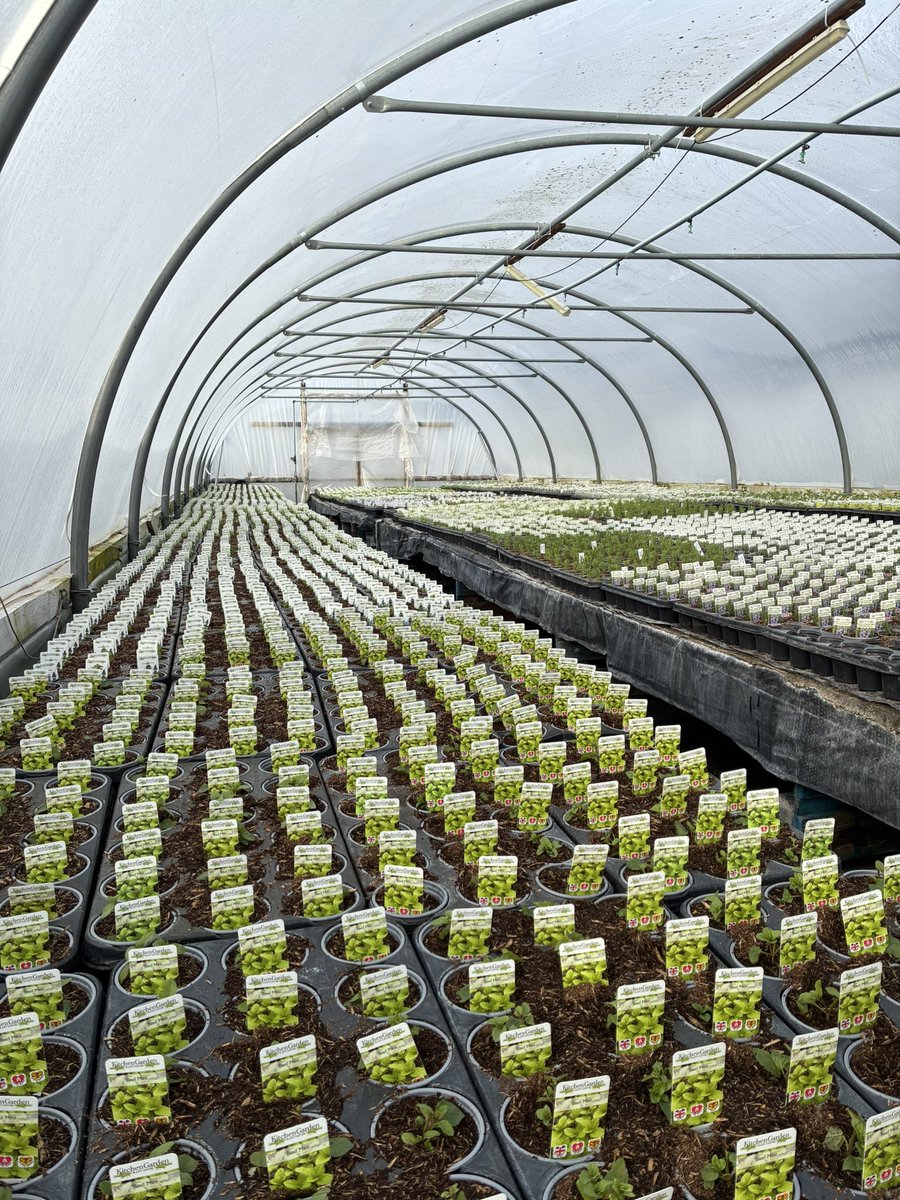 kitchenGarden tweet media