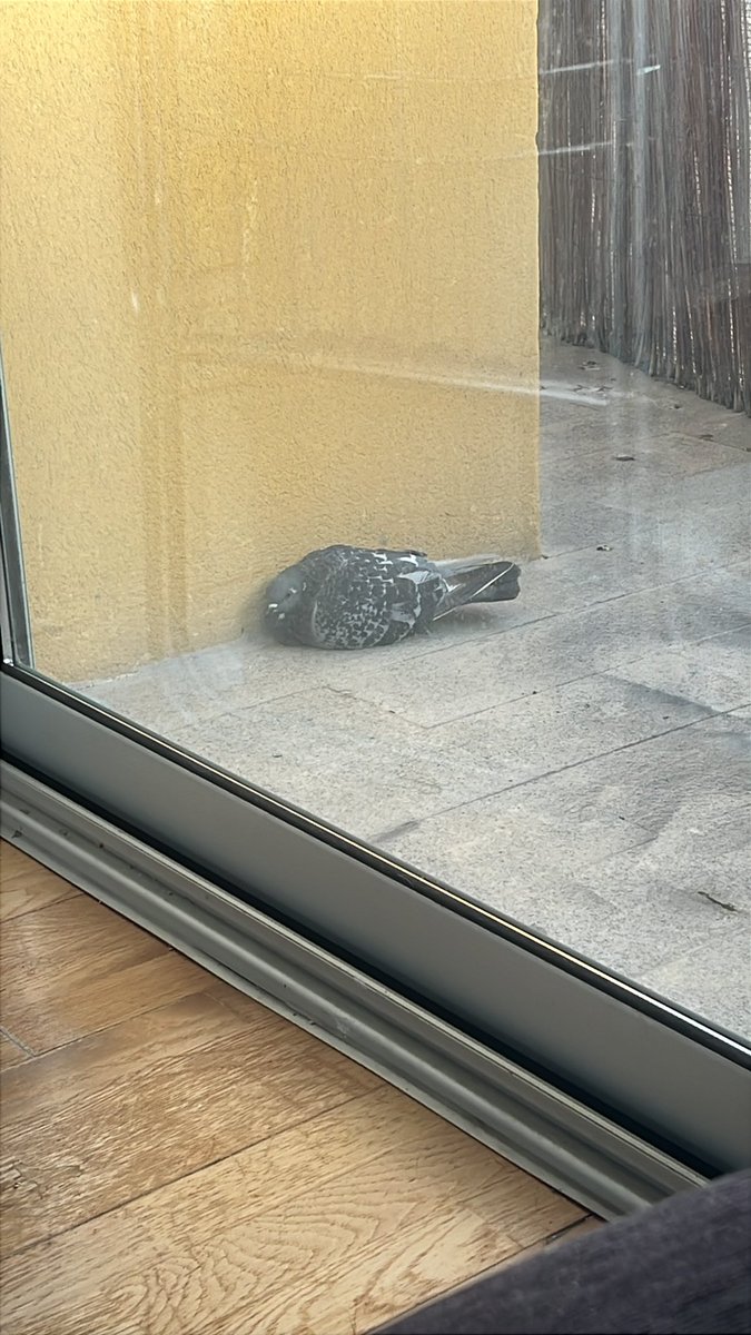 🎶Irene🎶 tweet media