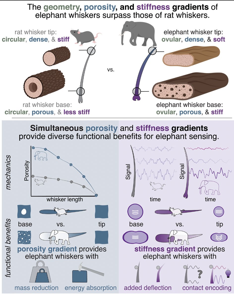 Marwa ElDiwiny tweet media