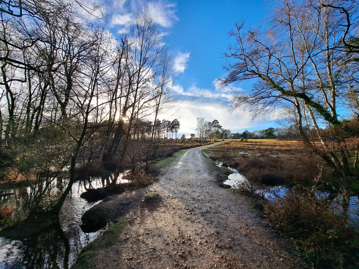 new forest ranger tweet media
