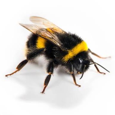 Biramegatron tweet media