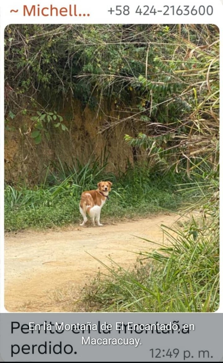 Se busca RP <a href="/AnaStenger/">Ana Stenger</a>: Por favor RT 
Perrito perdido. Fue visto en la montaña de El Encantado, Macaracuay, cerca de las residencias Uruyen. 

Ayudemos a difundir para que regrese con su familia. Gracias. 

#Macaracuay