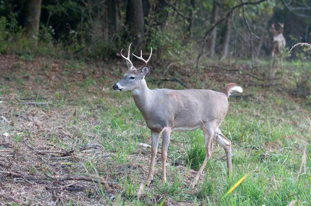 agemydeer's tweet photo. Credits = answers. Answers = confidence. Confidence = success. Buy credits at https://t.co/HKJqGxQ4eP and complete the equation. https://t.co/mCFYvy43vT #SuccessEquation #BuckAge #BuyCredits #HuntingConfidence #WhitetailHunting https://t.co/lK5KdOd7cb