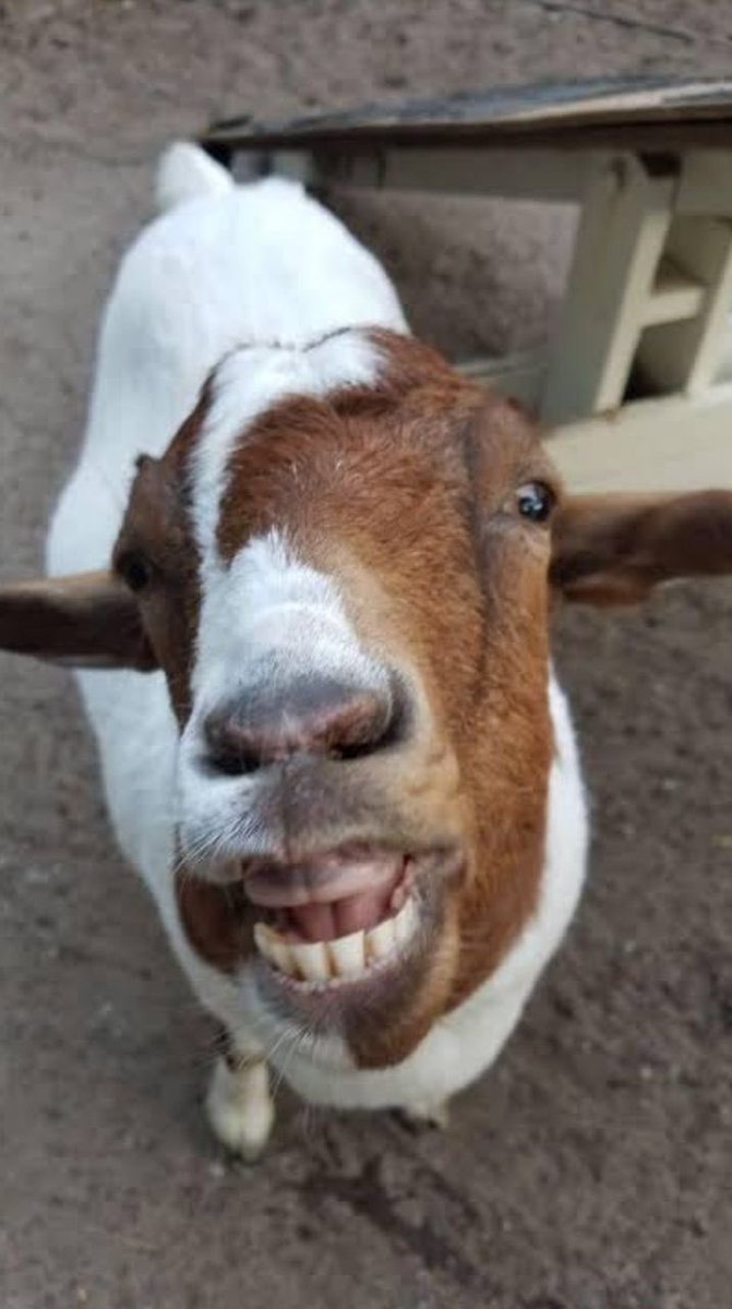 Do you know?
Goats don’t have upper front teeth.

They have 8 lower incisors and a tough dental pad on the top instead.
Instead of biting like humans, they press grass against that pad and tear it off.
Nature optimized them perfectly for grazing …efficient, low waste, high