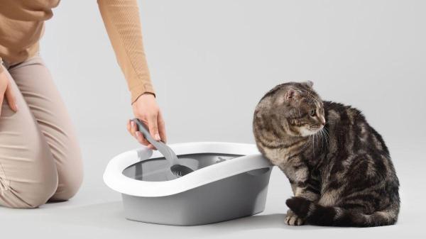 PeritoAnimal's tweet photo. Como fazer o gato usar a caixa de areia https://t.co/CagRYdwmrX #gatos https://t.co/HWxsUXe8cX