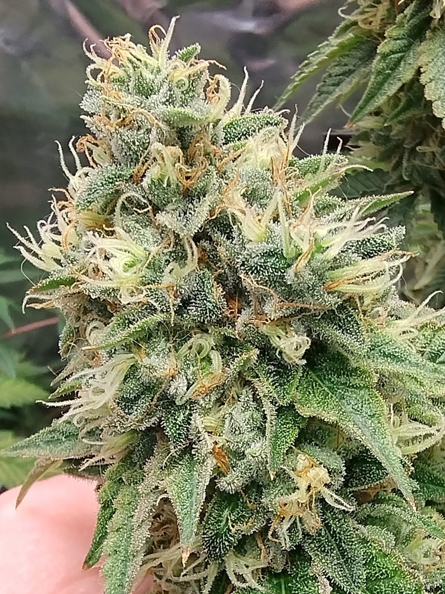 SeanPatrickTag1's tweet image. Still got a way to go yet. The Black Cherry Gushers is a slow burner.
The buds look serious though!
Every one is thick AF and they've been caked in trichomes from the moment they started to form.
I'm glad this one's a green pheno. They're always the most potent plants👌🌱💚