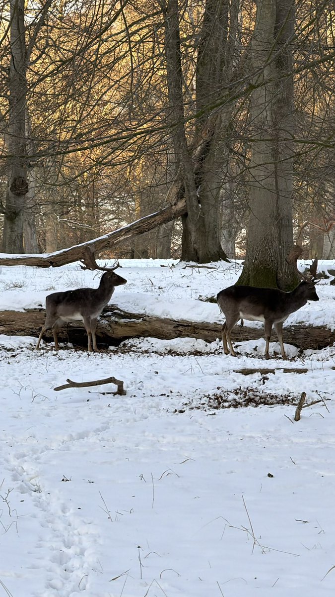 HashanNazmul's tweet photo. Fallow deer duo under the trees! 🦌
#fallowbuck #NatureMoments #dknatur https://t.co/v79I71R4MN
