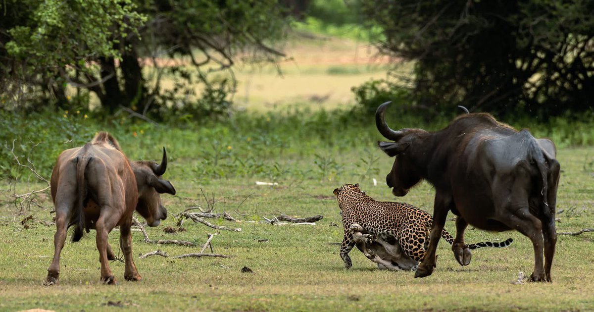 LankaRising's tweet photo. The Epic Fail – A Leopard’s Missed Hunt 

What looks like a triumphant hunt in this photograph was, in truth, a failed attempt… https://t.co/xabuvnt7qc