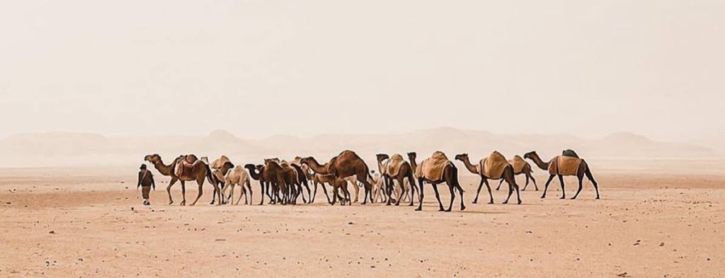 _wff3's tweet image. عزالله أني بذلت الجهد من شانه 
سقت الركايب وراه وبرّكن دونه